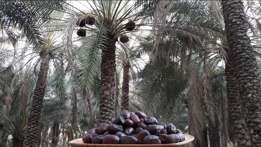 خرما